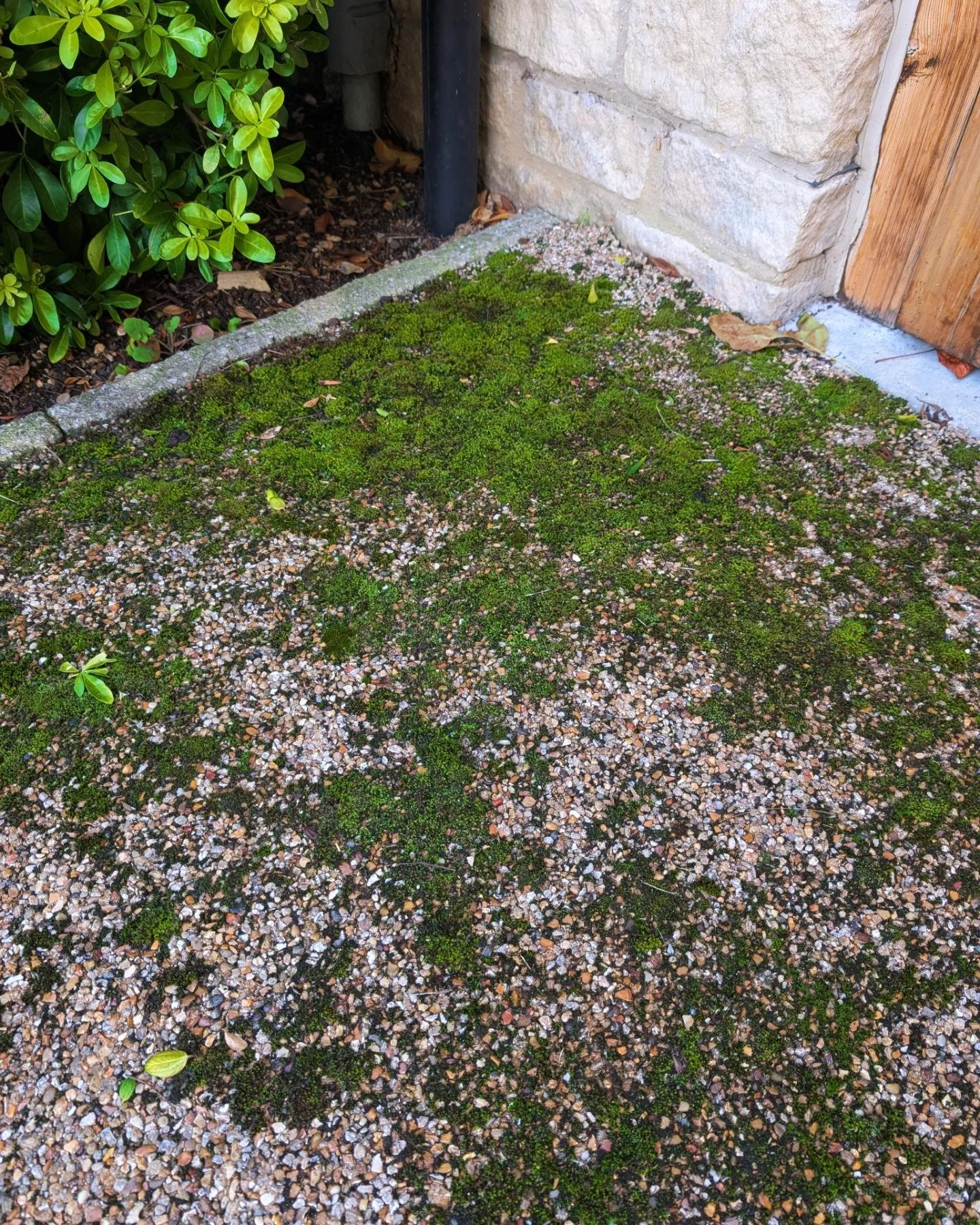 Driveway before pressure washing Melbourne